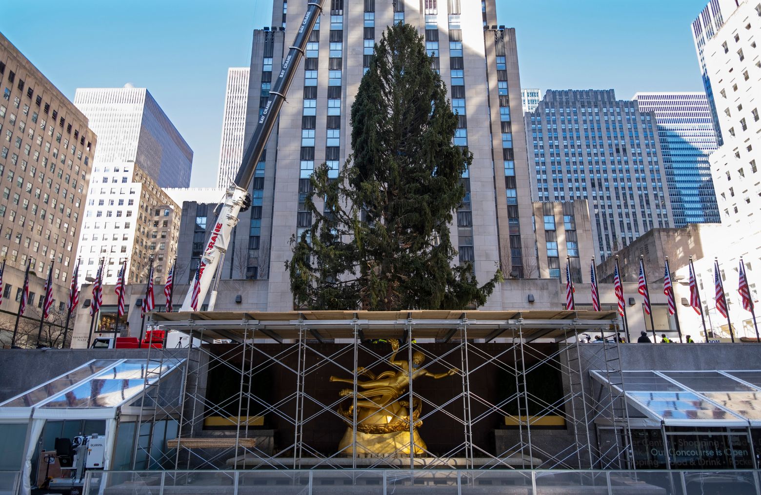 About That Maligned Christmas Tree And That Owl At Rockefeller Center The Seattle Times