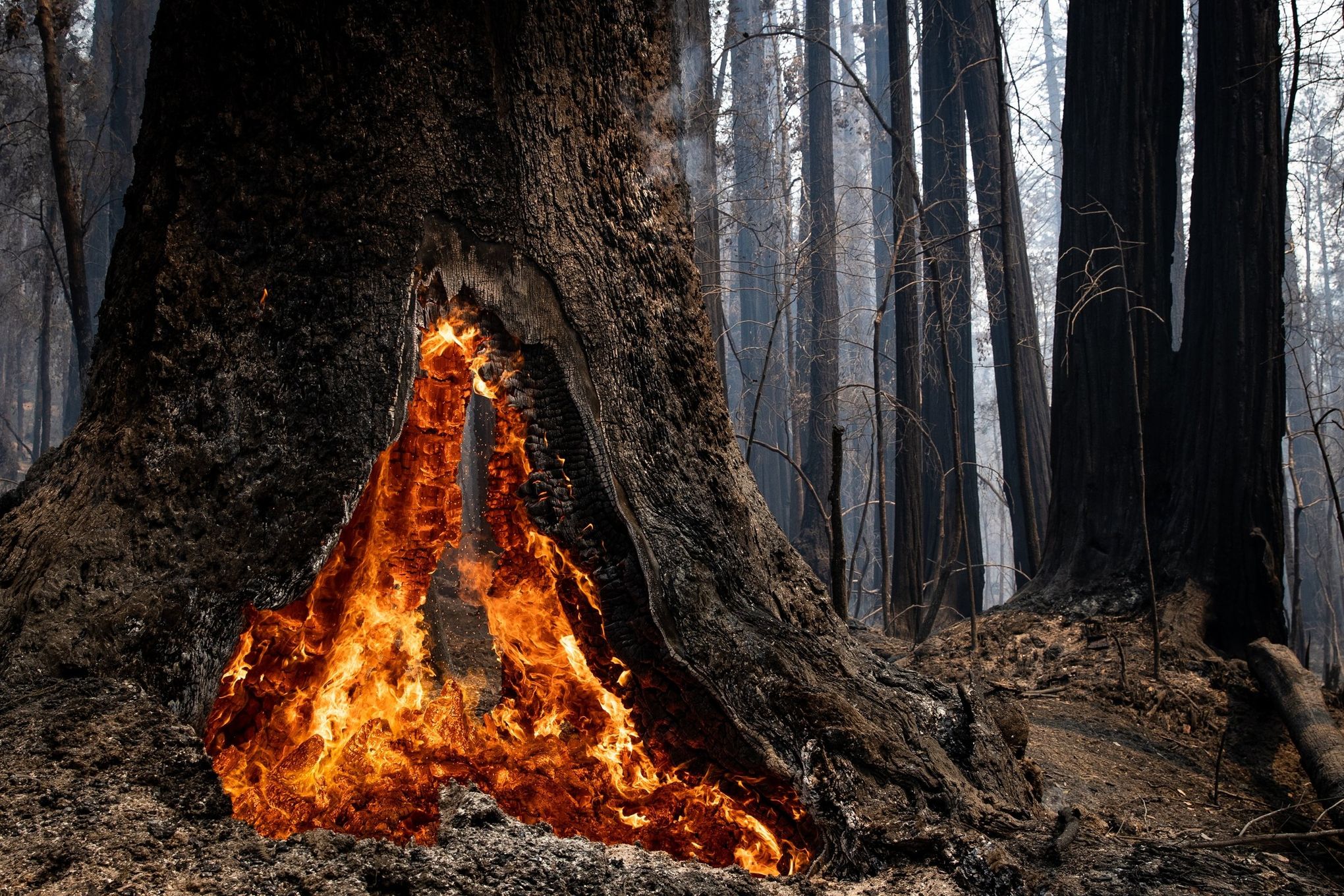 The climate crisis is killing California's most beloved redwoods