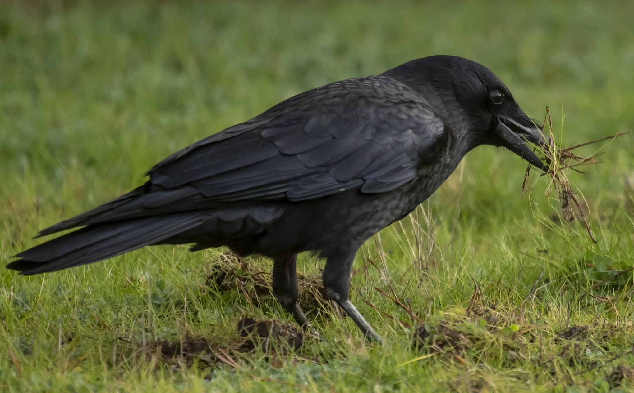 Moving Paper Crow