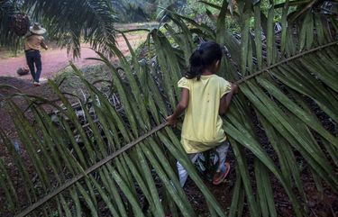 A child helps her parents work on a palm oil plantation in Sabah, Malaysia, Monday, Dec. 10, 2018. With little or no access to daycare, some young children in Indonesia and Malaysia follow their parents to the fields, where they are exposed to toxic pesticides and fertilizers. (AP Photo/Binsar Bakkara) NY409 NY409