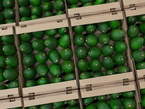 2018 年 4 月 11 日，星期三，哥伦比亚 Caldas 省 Tropy Fruits 加工厂的哈斯鳄梨装在盒子里。 (Eduardo Leal/Bloomberg)