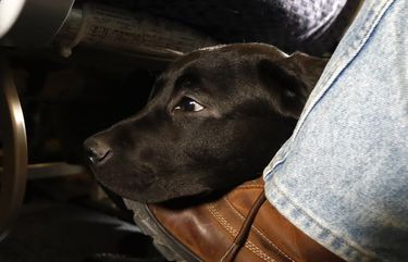 FILE – In this April 1, 2017, file photo, a service dog named Orlando rests on the foot of its trainer, John Reddan, while sitting inside a United Airlines plane at Newark Liberty International Airport during a training exercise in Newark, N.J. The Transportation Department issued a final rule Wednesday, Dec. 2, 2020, covering service animals. The rule says only dogs can qualify, and they have to be specially trained to help a person with disabilities. For years, some travelers have been bringing untrained dogs and all kinds of other animals on board by claiming they need the animal for emotional support.(AP Photo/Julio Cortez, File)