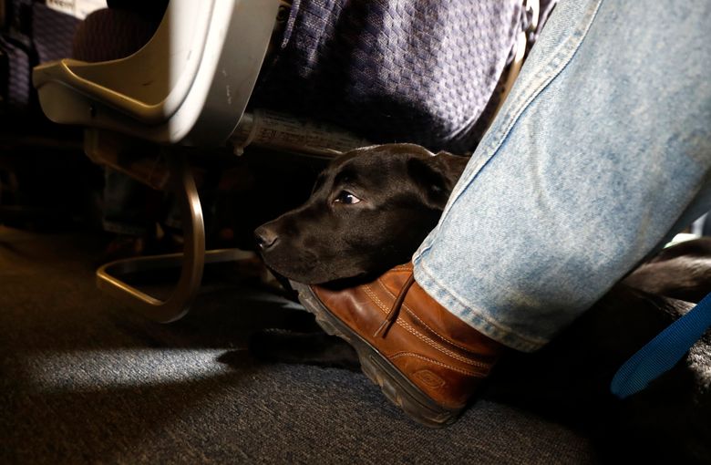 can you take a service dog on international flight