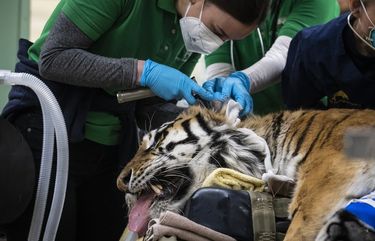 Veterinarians, technicians and staff prepare Malena, a 10-year-old endangered Amur tiger, for total hip replacement surgery at Brookfield Zoo, Wednesday, Jan. 27, 2021 in Brookfield, Ill. According to the CZS, the tiger has arthritis in her left hip and the surgery is believed to be the first time a full joint replacement will be attempted on a tiger in North America. (Ashlee Rezin Garcia/ /Chicago Sun-Times via AP) ILCHS508 ILCHS508