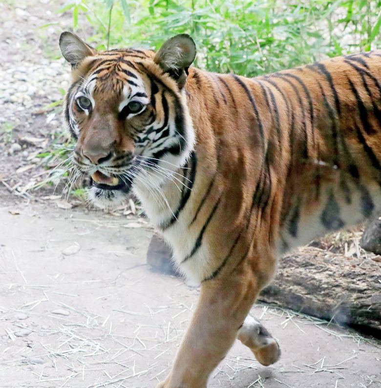 Tiger In NYC Zoo Becomes First Animal In US to Get COVID-19