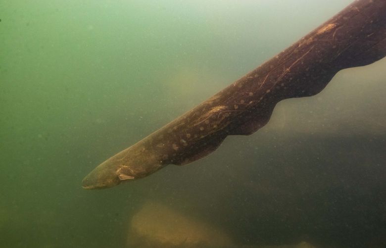 A photo provided by L. Sousa shows a Volta’s electric eel in the Xingu River in northern Brazil. Group hunting, used by wolves and orcas to run down fast prey, is rarely seen in fish. A new study overturns the idea that electric eels are exclusively solitary predators and raise new questions about the lives of these little-understood fish. (L. Sousa via The New York Times) — NO SALES; FOR EDITORIAL USE ONLY WITH NYT STORY ELECTRIC EELS HUNTING BY ANNIE ROTH FOR JAN. 14, 2021. ALL OTHER USE PROHIBITED. —
