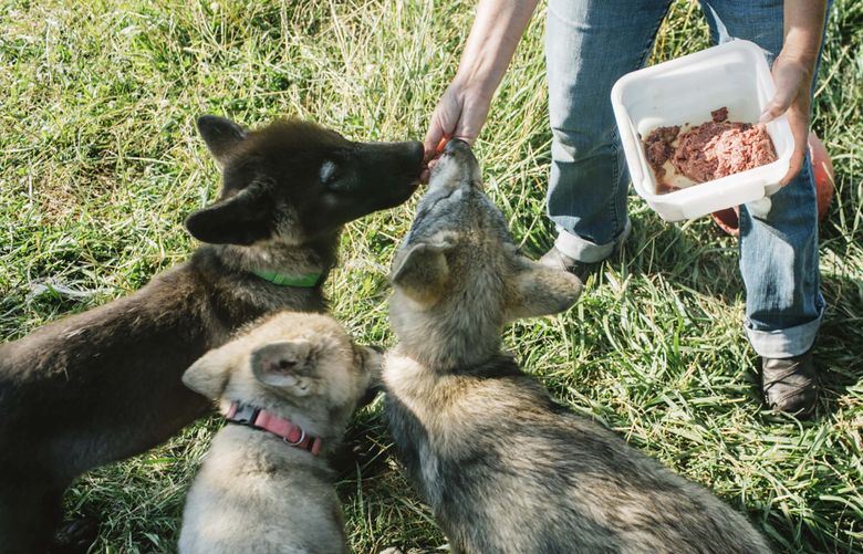 FILE — Feeding time for pups at Wolf Park, a nonprofit education and research facility in Battle Ground, Ind., on July 1, 2017. Maria Lahtinen, an archaeologist at the Finnish Food Authority, and a group of colleagues have published a new hypothesis that the dietary need for fat by early humans and for lean meat by wolves could be key to the origin of dogs. (Andrew Spear/The New York Times)