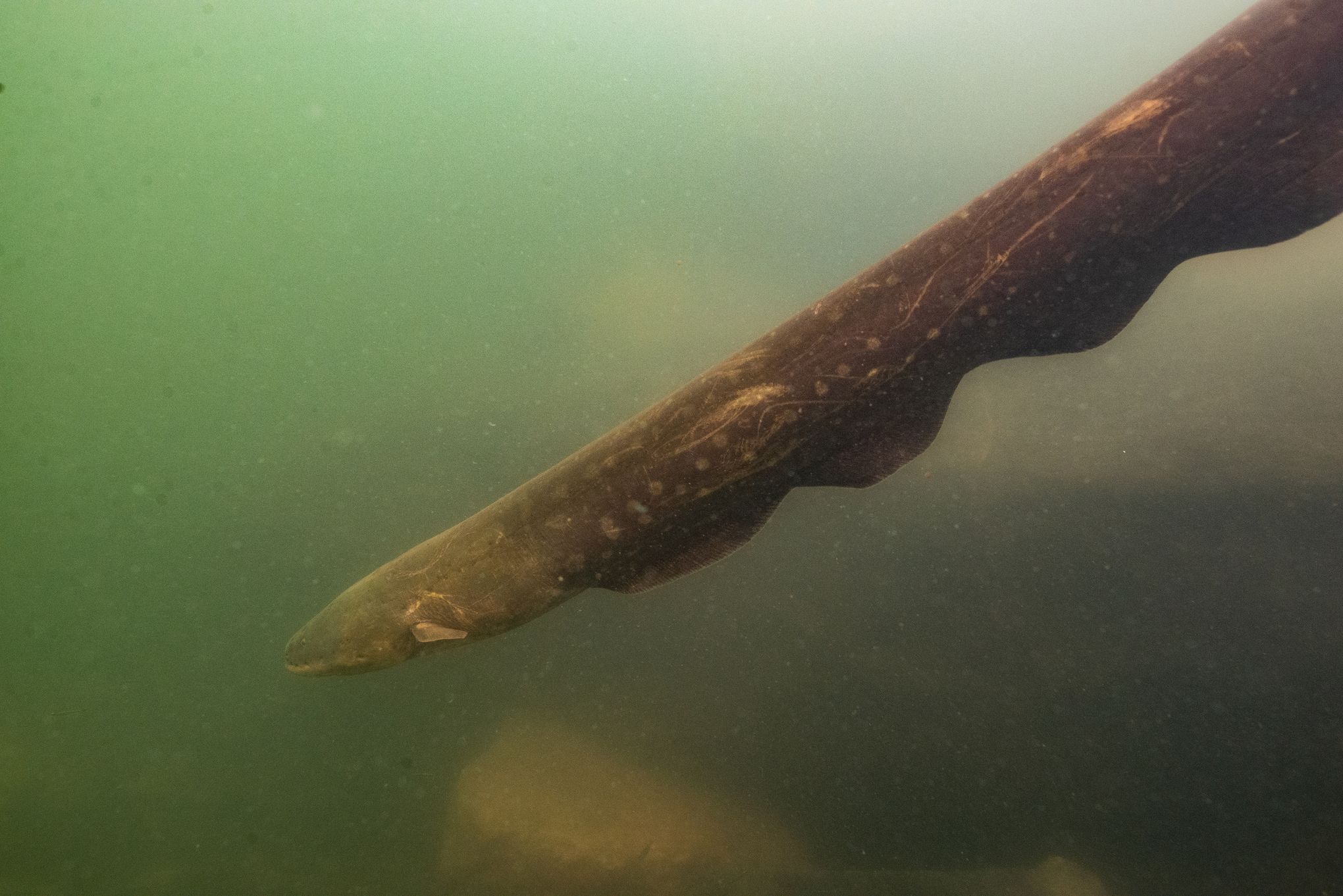 Electric Eel Shocking Fish