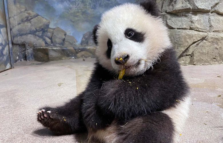 Five-month-old giant panda cub Xiao Qi Ji takes his first bite of cooked sweet potato. MUST CREDIT: Smithsonian National Zoo.