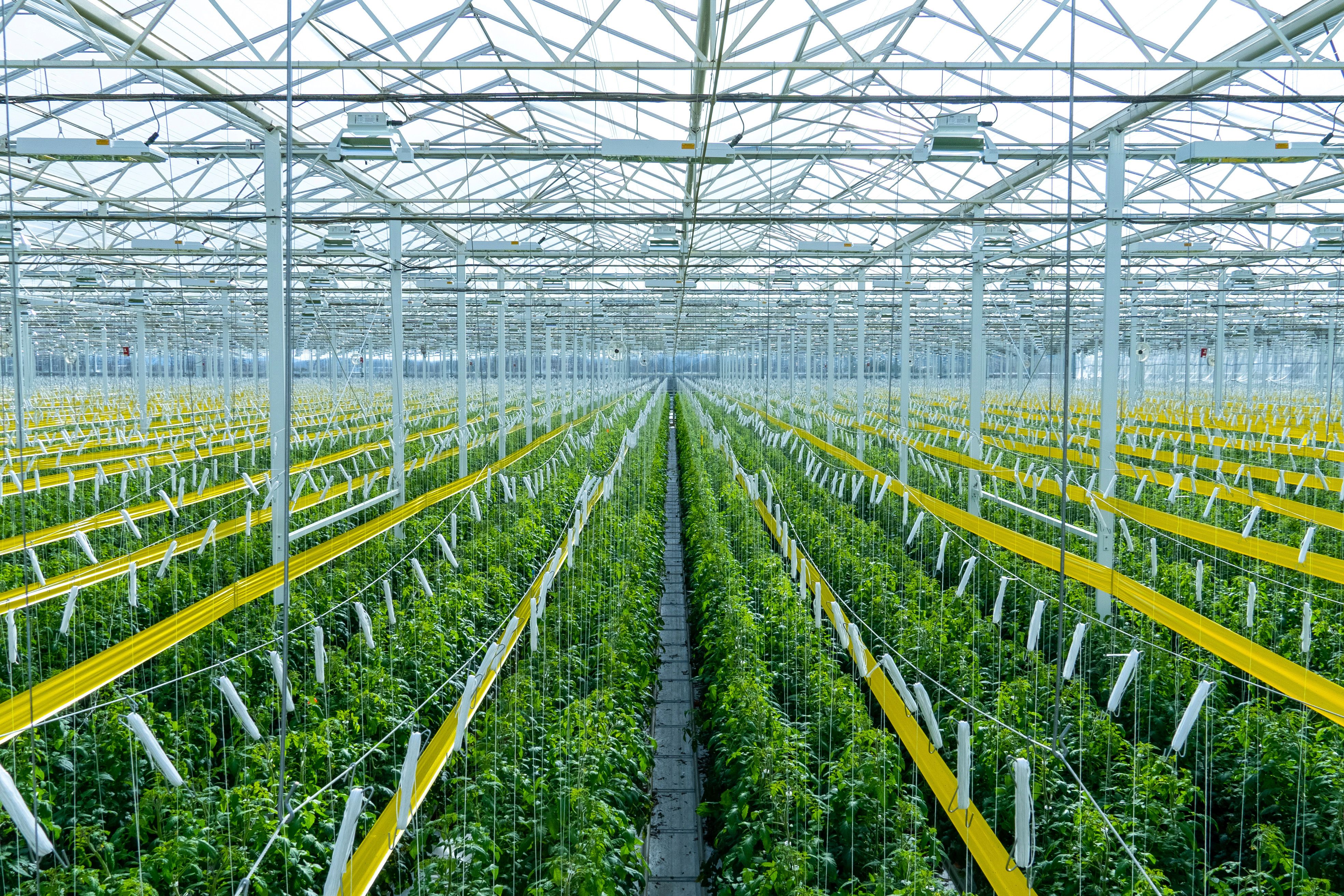 High-tech indoor farmer AppHarvest starts shipping tomatoes | The
