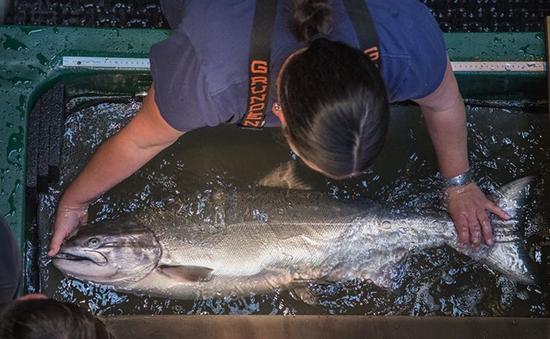 White River Chinook runs rising through collaborative efforts, operational  changes