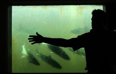 LO SOCKEYE AT THE LOCKS
061413 You can almost reach out and touch the sockeye at the Ballard Locks fish ladder, they’re so close. Jay Wells, program director of visitor services discuss the return of sockeye salmon to people who gathered. The peak of the run is expected to be the first two weeks of July with a total around 96,000 returning from the Pacific Ocean to fresh water beginning at the locks, then Lake Washington and the Cedar River watershed. The returning salmon are only one out of every 1,000 eggs that make it full circle. Tours begin at the visitor center at 1 pm and 3 pm, Monday through Friday, and at 11a.m., 1 p.m. and 3pm on weekends. The run began two weeks ago.
