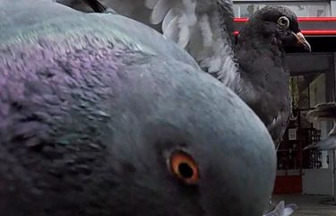 Rock pigeons feed on bread crumbs on Pike Street near First Avenue.  The food is left daily by a person living on the street.

Rock pigeons, or feral pigeons, on the streets of Seattle.

For Pacific Northwest Magazine

Wednesday February 3, 2021 216147