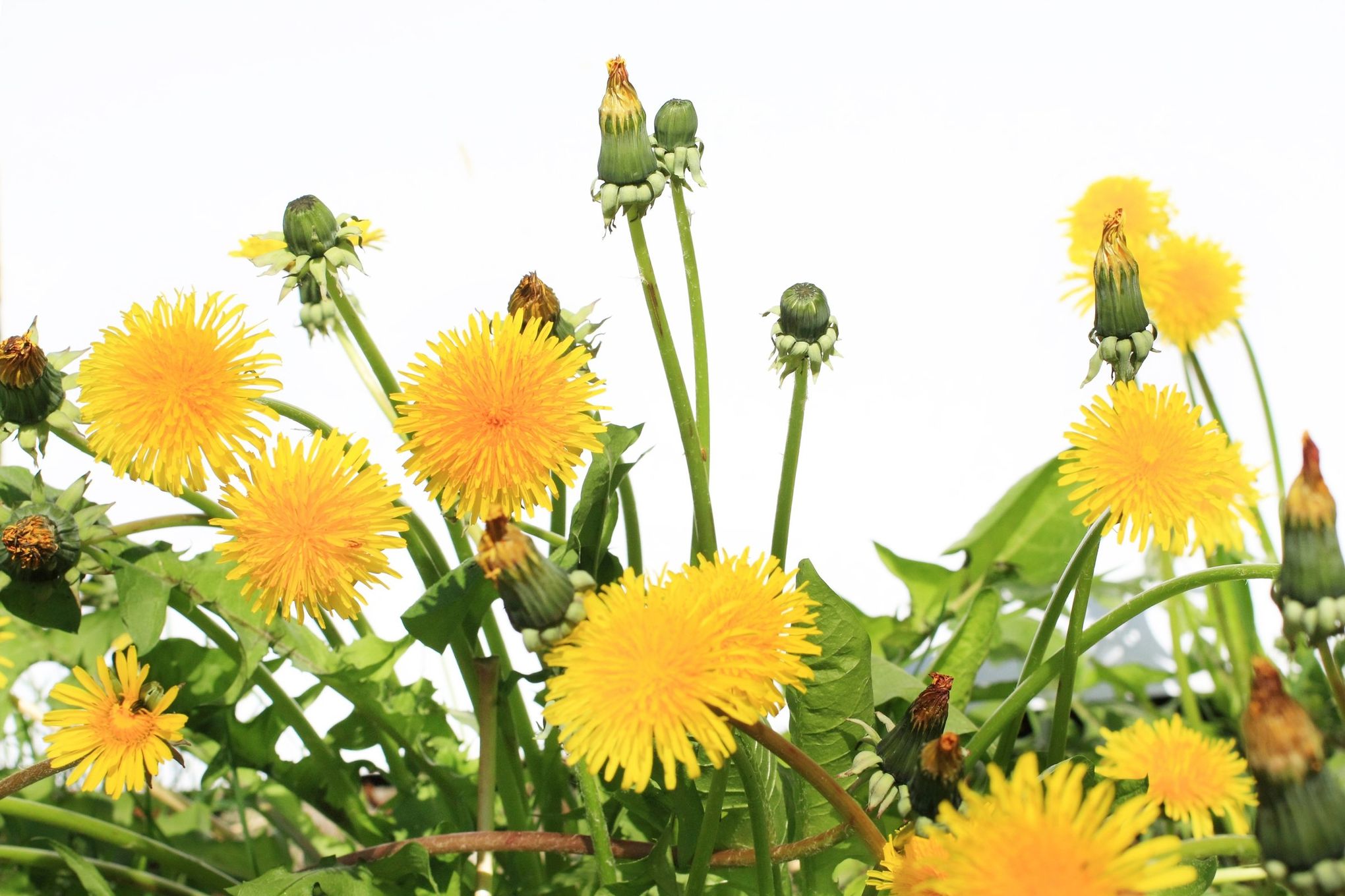 Dealing with Weeds: Common Daisies