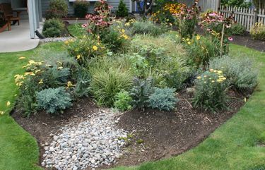 How to build a rain garden — a creative, pollinator-friendly way to ...