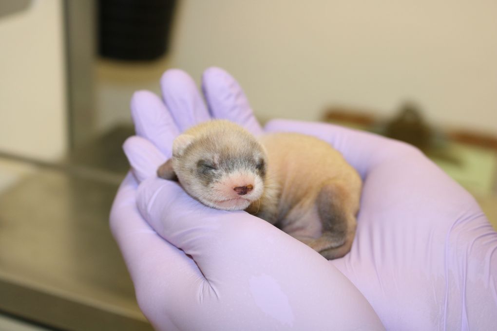 Elizabeth Ann, the first cloned black-footed ferret, at age three weeks. Her birth represents the first cloning of an endangered species native to North America and may bring needed genetic diversity to the species. (Revive & Restore via The New York Times)
