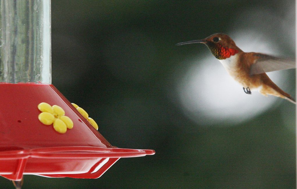 A male rufous hummingbird approaches a feeder for nectar. (Alan Berner/ The Seattle Times, 2009)