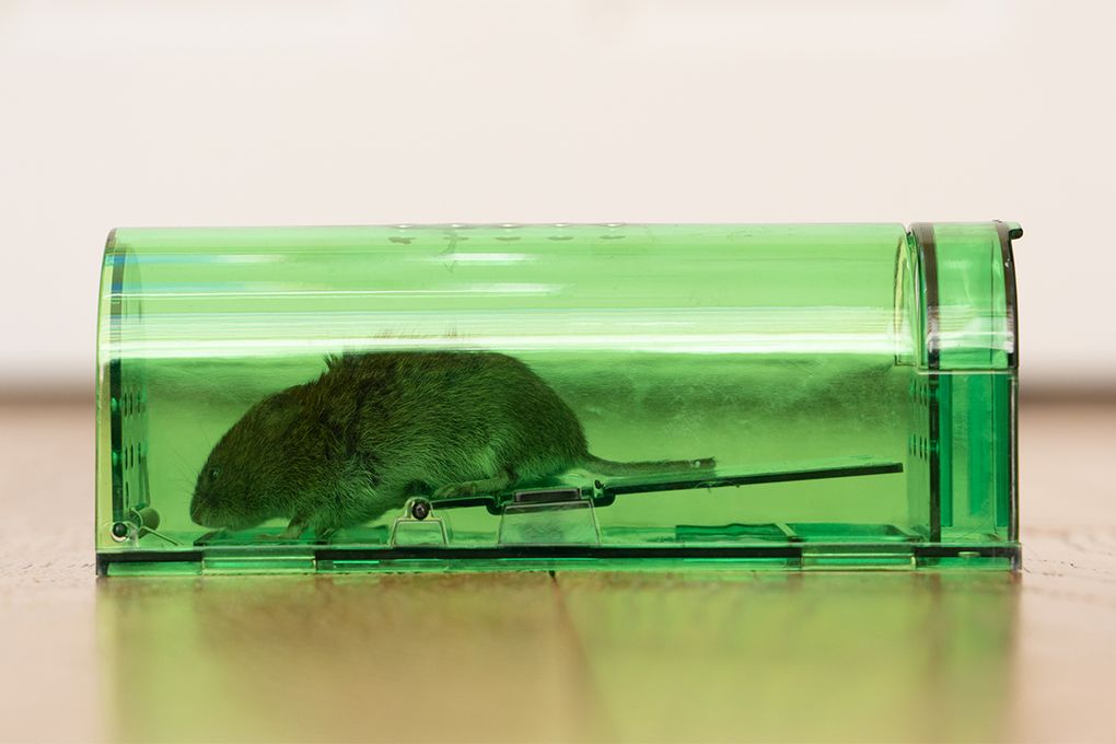 Best Humane Mouse Trap/Rat Trap, DIY Mouse Trap