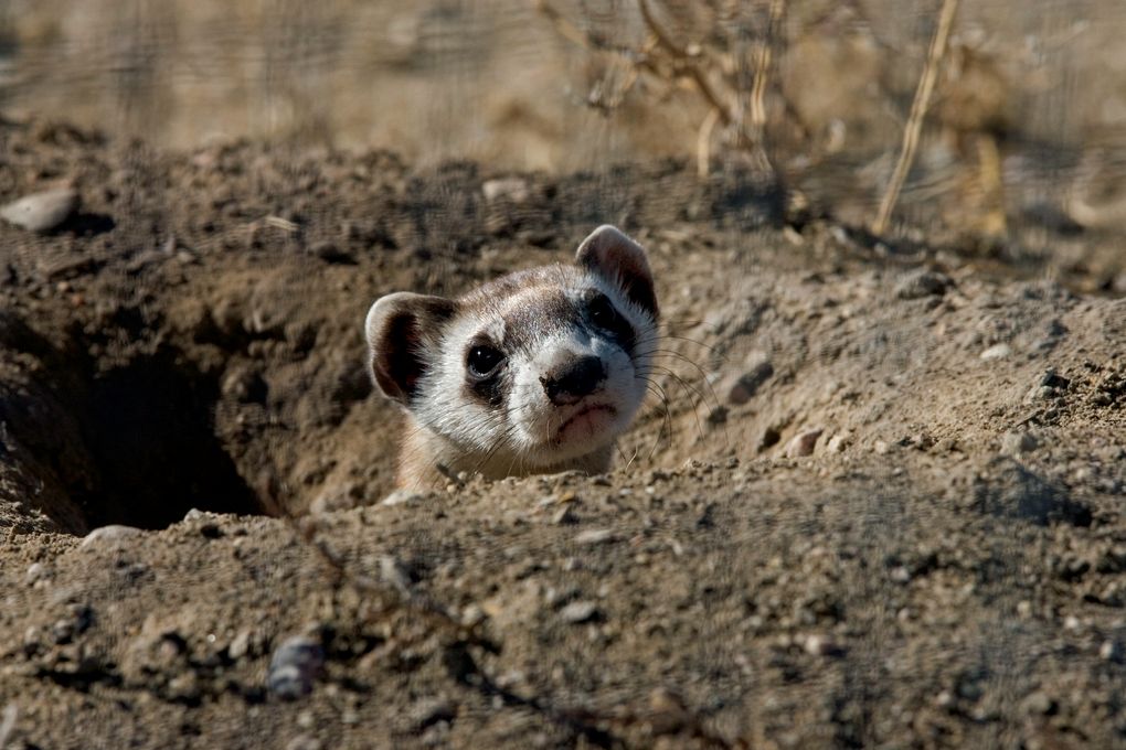 The endangered black-footed ferret is North America’s only native ferret species. (Ryan Hagerty / U.S. Fish and Wildlife Service via The New York Times)