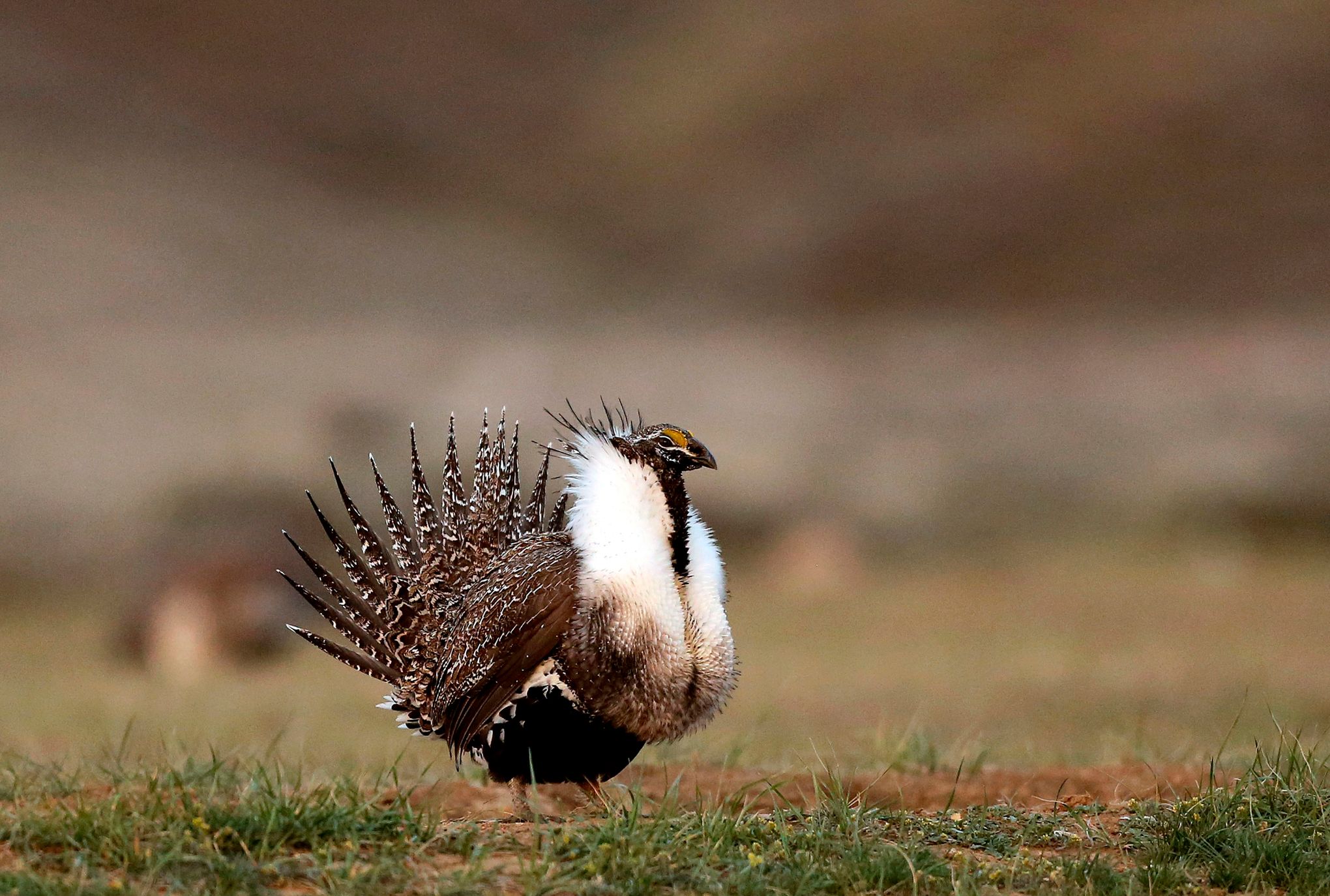 https://images.seattletimes.com/wp-content/uploads/2021/02/urn-publicid-ap-org-4632d5428d8555d76638e77aab019c39Sage_Grouse-Conservation_05465.jpg?d=2040x1374