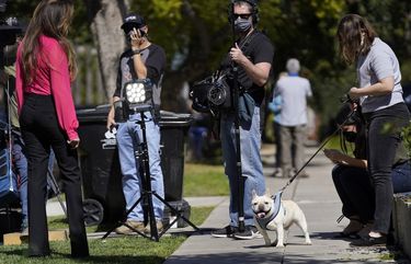 A French bulldog wanders amongst members of the media near an area on North Sierra Bonita Ave. where Lady Gaga’s dog walker was shot and two of her French bulldogs stolen, Thursday, Feb. 25, 2021, in Los Angeles. The dog walker was shot once Wednesday night and is expected to survive his injuries. The man was walking three of Lady Gaga’s dogs at the time but one escaped. (AP Photo/Chris Pizzello) CACP113 CACP113