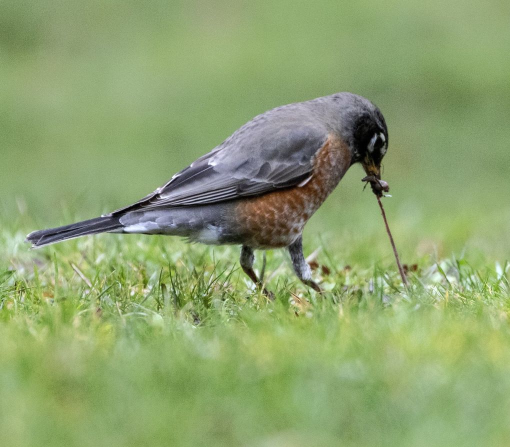 A robin scores a worm after a rainstorm in Seattle’s Volunteer Park. (Steve Ringman / The Seattle Times)