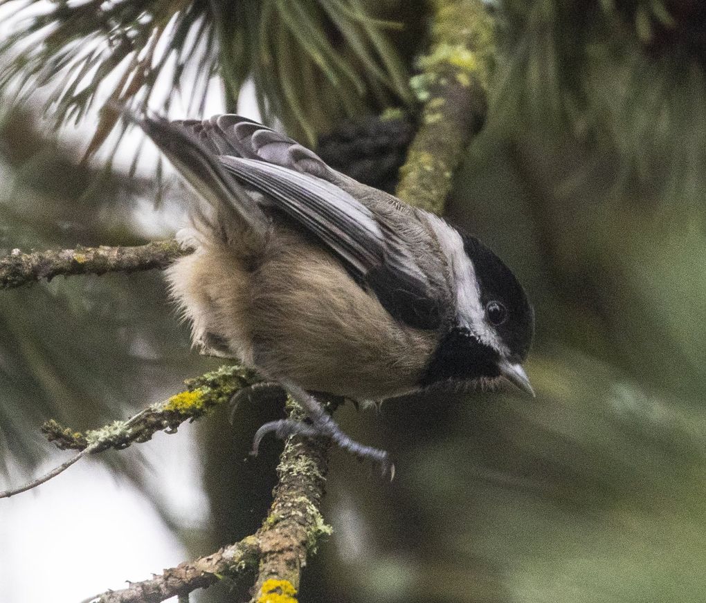 A black-capped chickadee hangs out in North Seattle. (Steve Ringman / The Seattle Times)