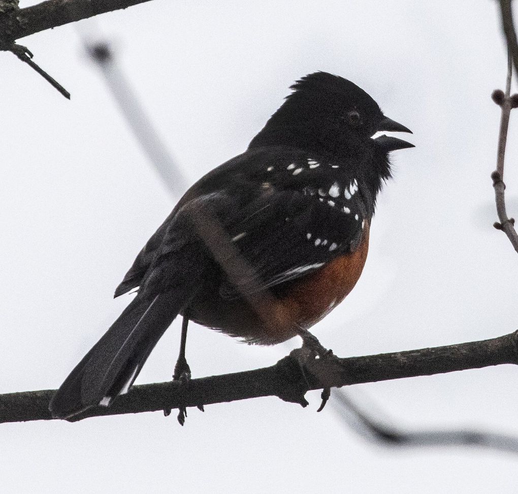 A spotted Towhee tweets in a tree in North Seattle. (Steve Ringman / The Seattle Times)