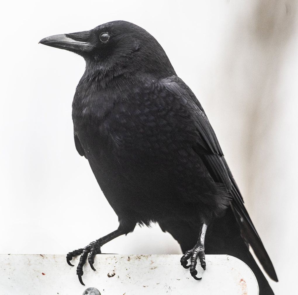 A crow visits Magnuson Park. (Steve Ringman / The Seattle Times)