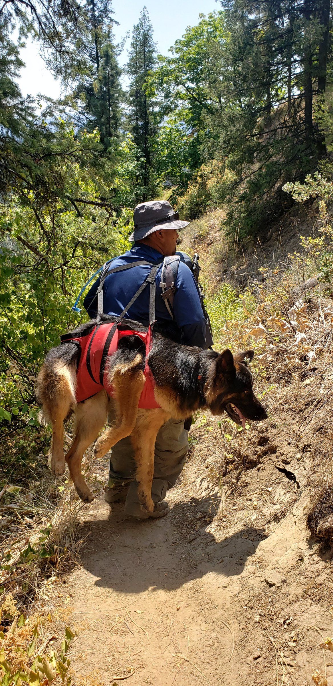 Emergency rescue clearance harness for dogs