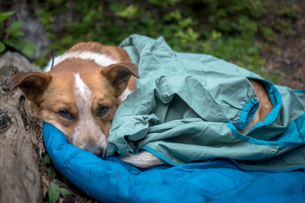 Jen Sotolongo, the author of this story, learned the importance of bringing a jacket for her dog, Sitka, while on a backpacking trip at Marmot Pass in the Olympic Mountains. As unseasonably chilly weather left him shivering at camp in between hikes, she offered him her own sleeping bag during the day. (Jen Sotolongo)