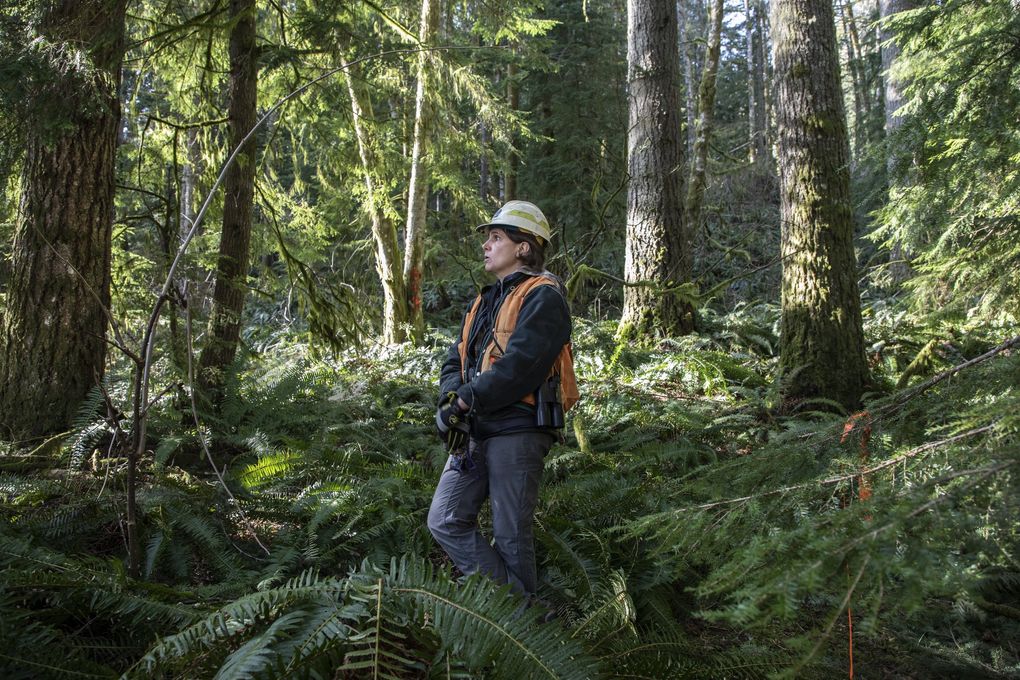 Paula Swedeen, Conservation Northwest’s Policy director, tours a portion of the Capitol Forest that had been sold to a plywood mill. It is now in conservation. (Steve Ringman / The Seattle Times)