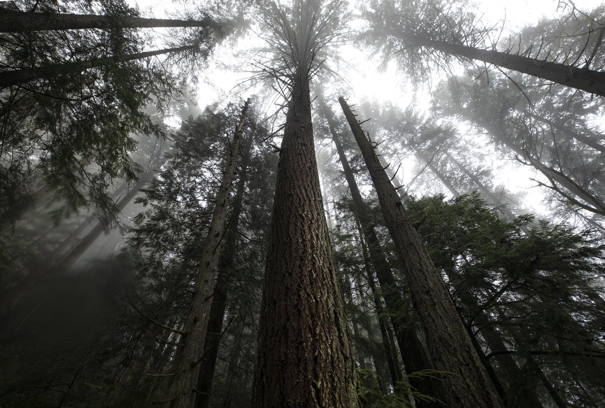 Winter Tree ID Part 1 – No Leaves, No Problem – Urban and community  Forestry in Washington State