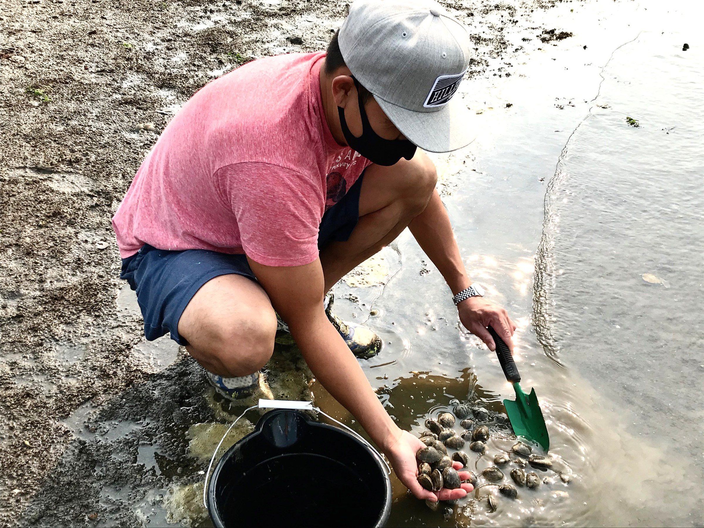 Spring clamming: Dig for Manila clams 