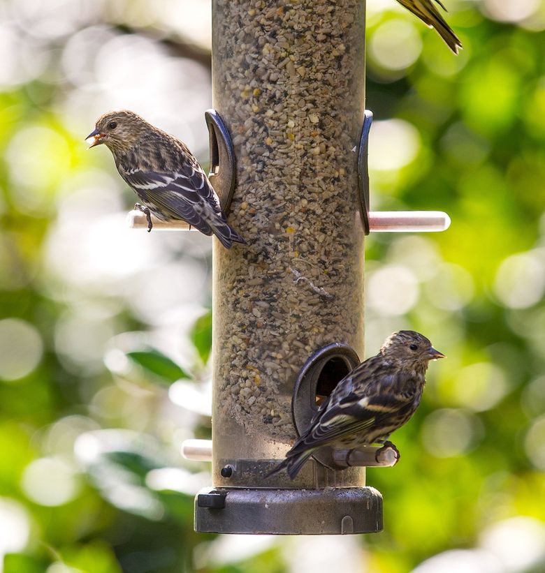 Attracting Birds To The Garden Seattle S Favorite Since 1924 Swansons Nursery Attracting Birds To The Garden