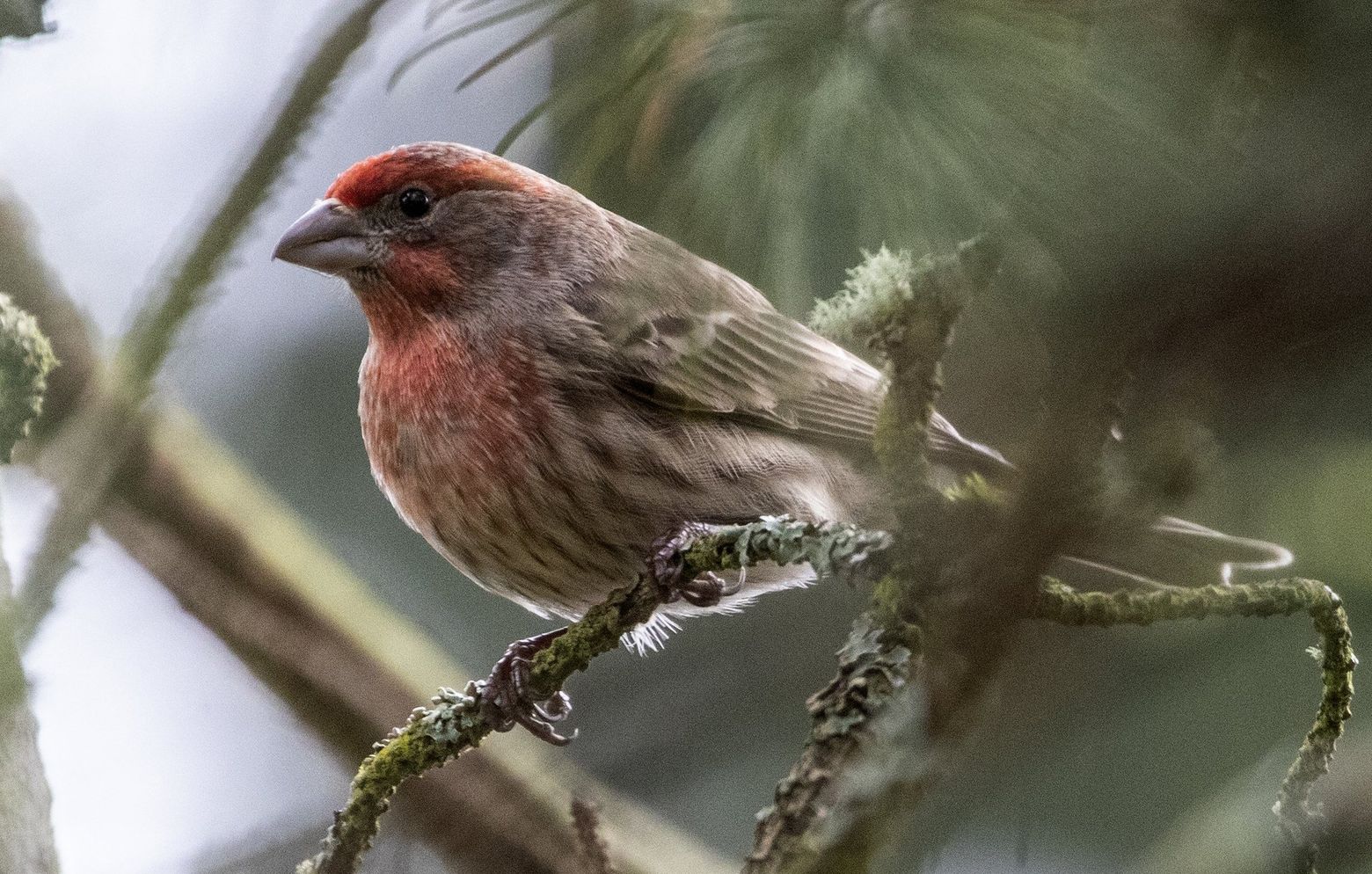 red capped sparrow