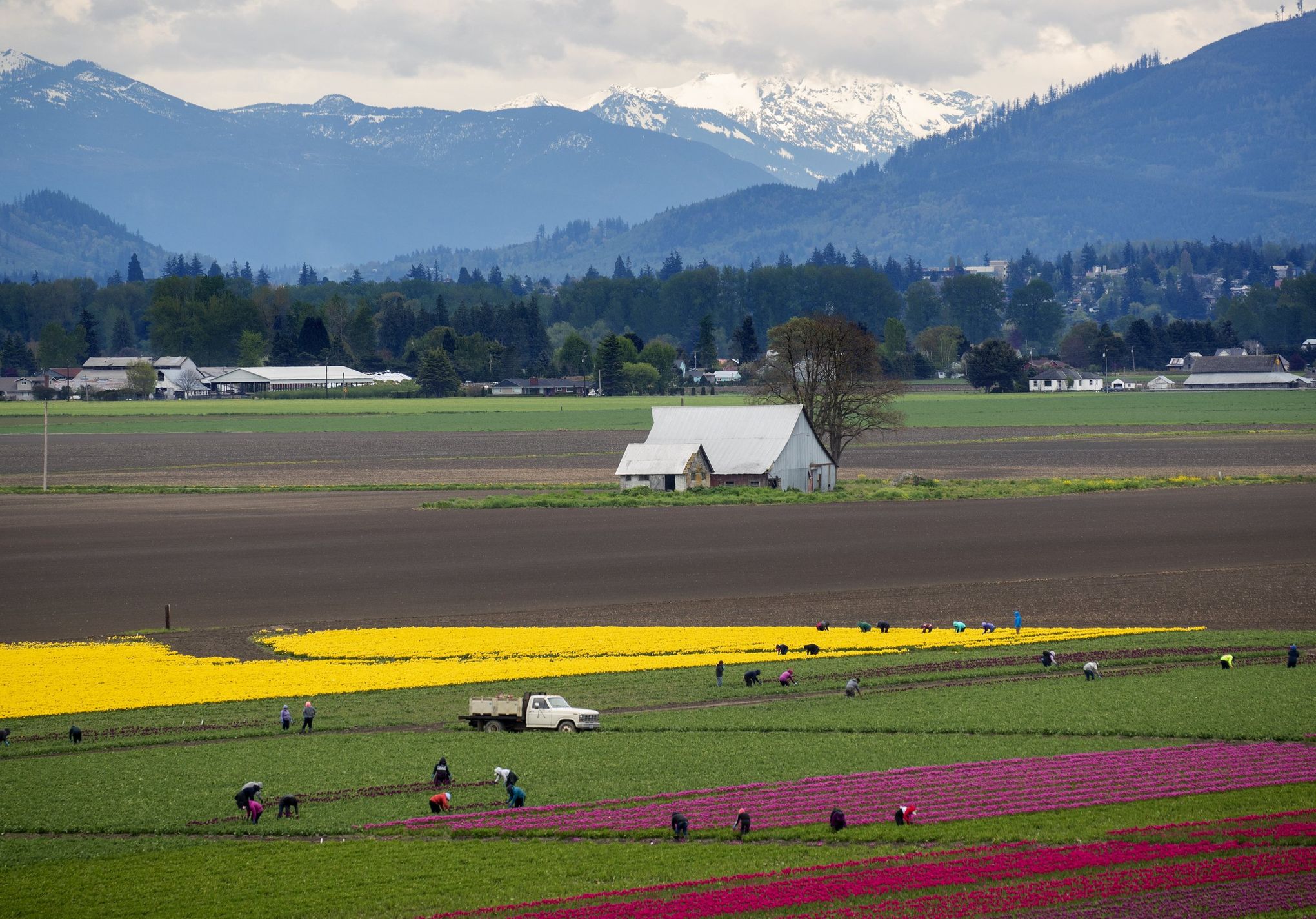 Fresh Tulips:Field Tulips Growers Choice