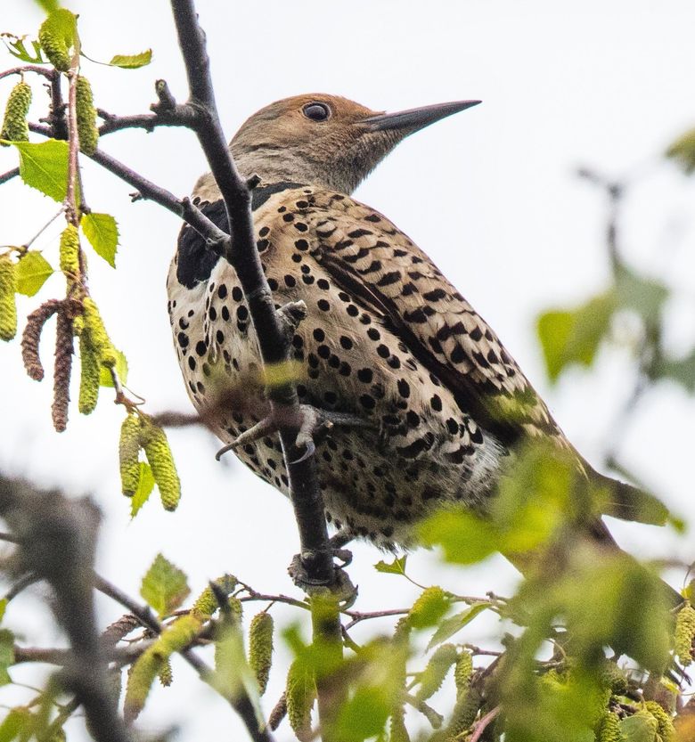 (FILE) The Northern Flicker makes a distinctive courtship call. This one was photographed in Seattle’s Discovery Park. (Steve Ringman / The Seattle Times, 2016)