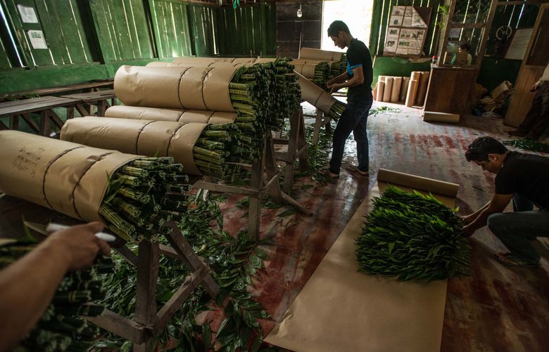 FILE — Workers package xate, a palm leaf that grows in the forest and is exported to the U.S. for flower arrangements, at a workshop in Uaxactun, Guatemala, Nov. 4, 2015. The export program is part of a sustainability effort to encourage communities to harvest responsibly. (Meridith Kohut/The New York Times)