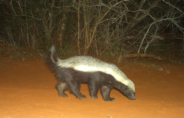 An undated photo provided by Goncarlo Curveira-Santos, a honey badger captured on a camera trap at a reserve in South AfricaÕs Limpopo and KwaZulu-Natal provinces. The assumption that adding apex predators to wildlife parks in South Africa benefits smaller animals is in need of more testing, scientists say. (Goncalo Curveira-Santos via The New York Times)– NO SALES; FOR EDITORIAL USE ONLY WITH NYT STORY SAFRICA-WILDLIFE BY RACHEL NUWER FOR MARCH 13, 2021. ALL OTHER USE PROHIBITED. —