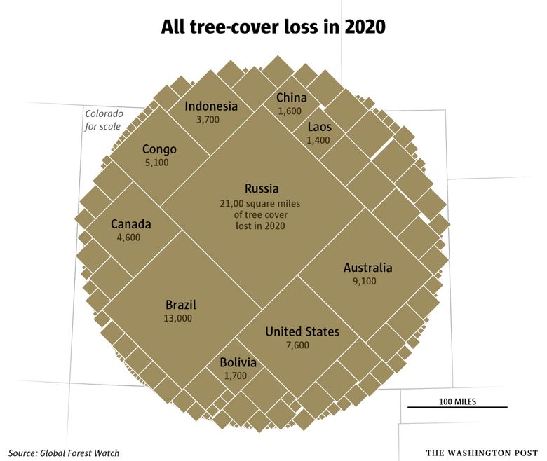 What Happened to Global Forests in 2020?