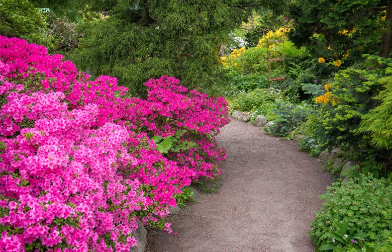 The gardener's guide to azaleas | The Seattle Times