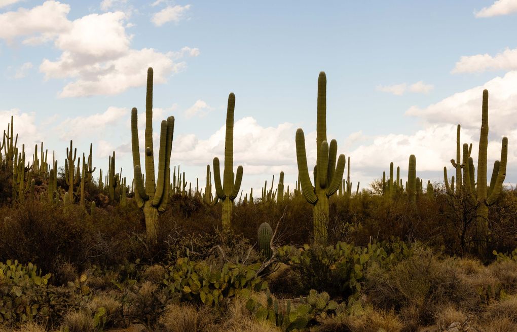 what is prickly pear cactus Buy Indian Fig Prickly Pear Phoenix, AZ | Opuntia main image 1