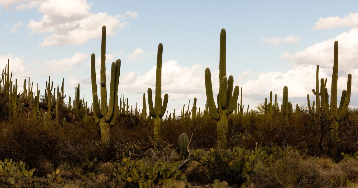 Saving the West’s most iconic cactus from climate change | The Seattle ...