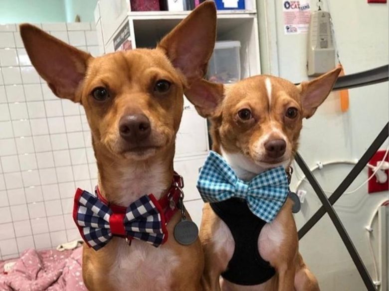 The Breed Bow Ties – The Paw Print Boutique