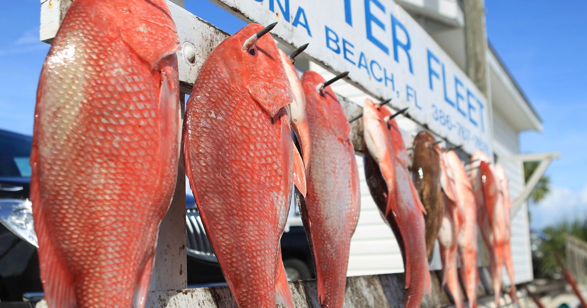 A Red Snapper caught while bottom fishing near Daytona Beach