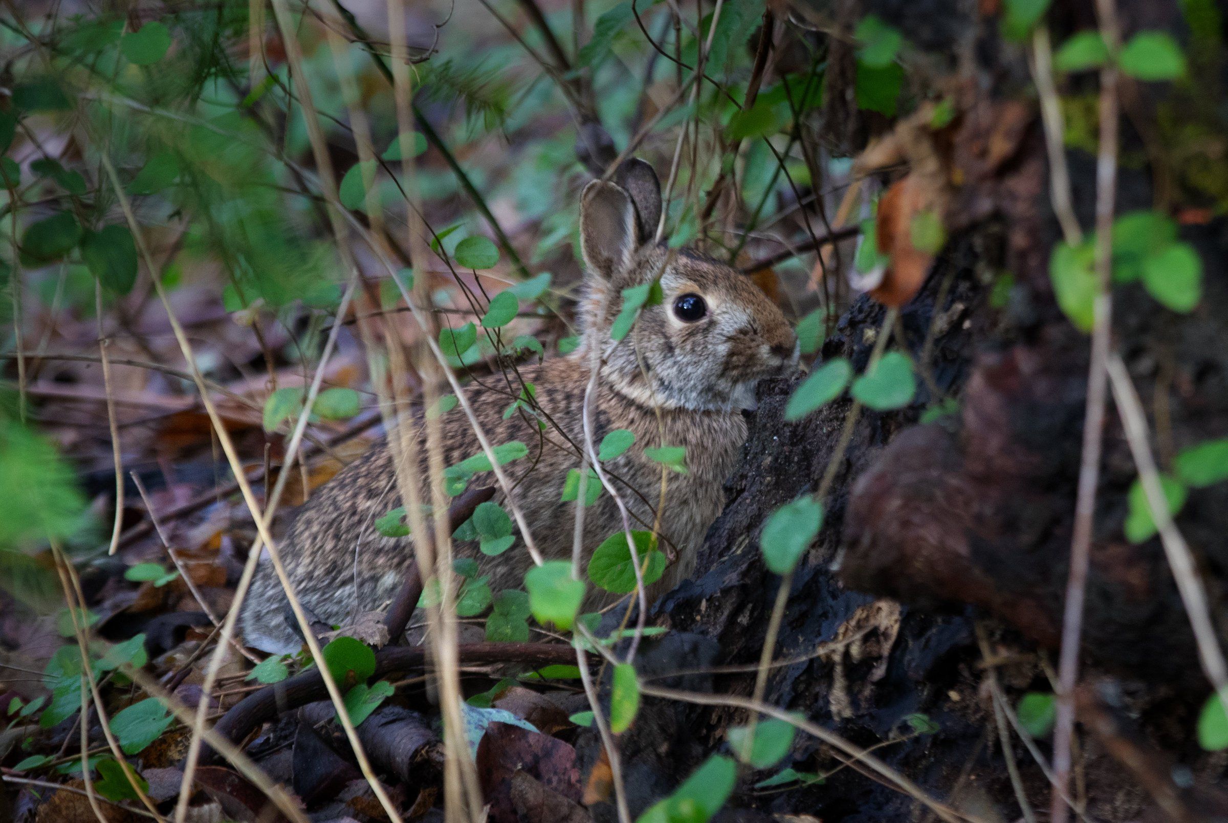 Wildlife officials warn about buying bunnies as Easter gifts | The