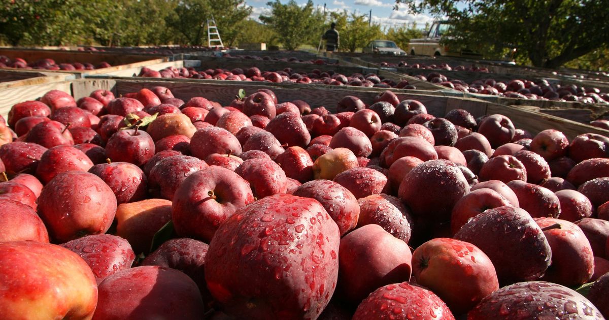 https://images.seattletimes.com/wp-content/uploads/2021/04/04052021_TZR-Apple-Harvest_190649.jpg?d=1200x630