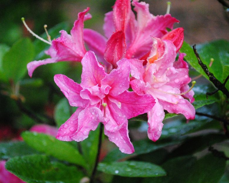 Western azaleas are tough for home gardeners, but Lake Wilderness Arboretum  offers abundant blooms and bouquet | The Seattle Times