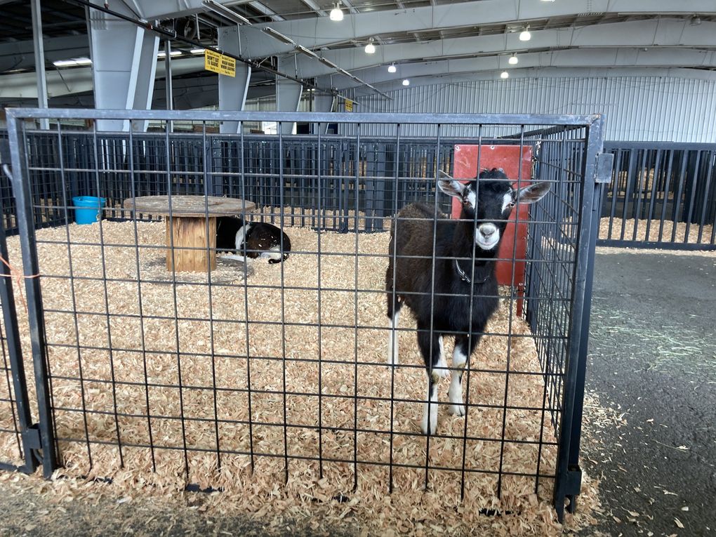 A drive-thru farm lets you get up close and personal with the animals. (Amy Wong / The Seattle Times)